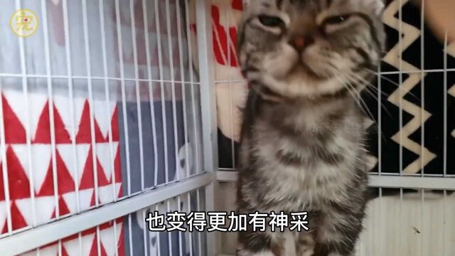 被遗弃在街头的虎斑猫,毛发脱落骨瘦如柴,饿到吃草充饥