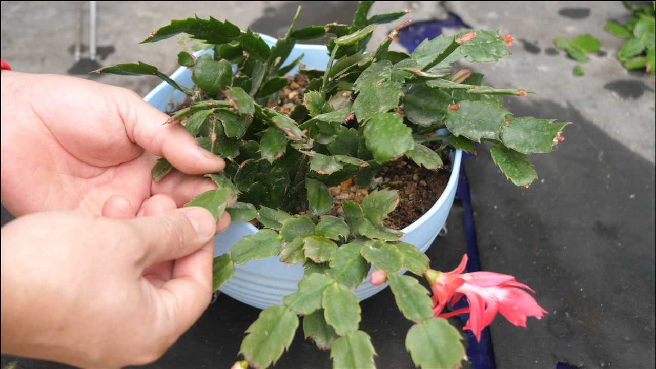 立春后修剪蟹爪兰,只要简单两步,下次开花更整齐