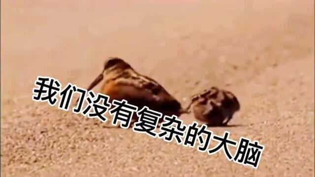 搞笑配音:我们是快乐的小鸟,我们就想吃点草