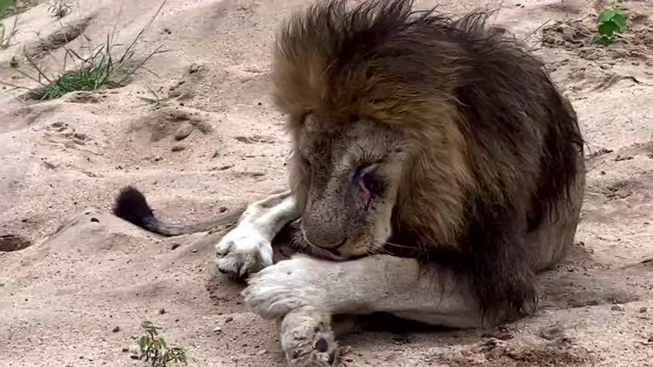 马提巴雄狮联盟最后一名成员黑鬃狮王马五腹毛在舔舐伤口