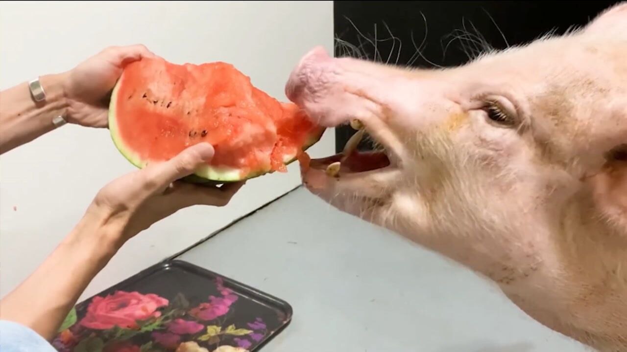 一头小猪吃西瓜简直太治愈了网友看得肚子饿了