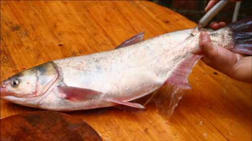 7斤多的大白鲢,用来做生鱼片真不赖,肉质鲜甜有嚼劲
