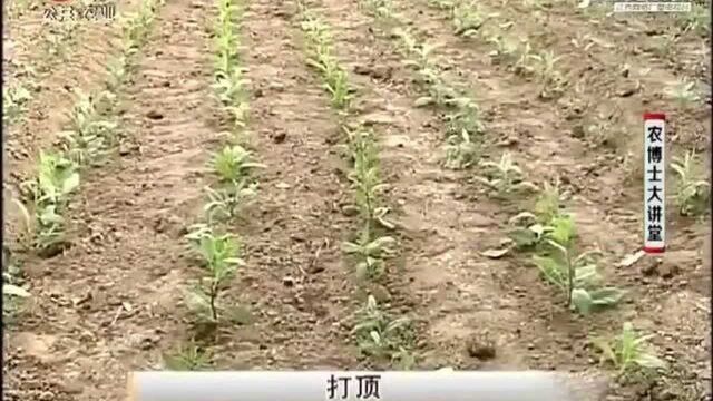 白凤菜的顶端优势比较强 定植10天后 就要对白凤菜进行打顶