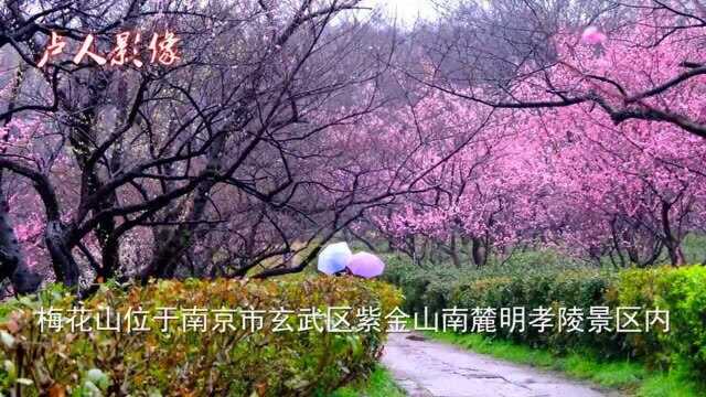 南京梅花山有天下第一梅山之誉,梅花争奇斗艳,游客络绎不绝