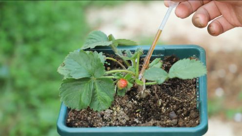 草莓“半死不活”，用点“激活”水，“立马”恢复生长！