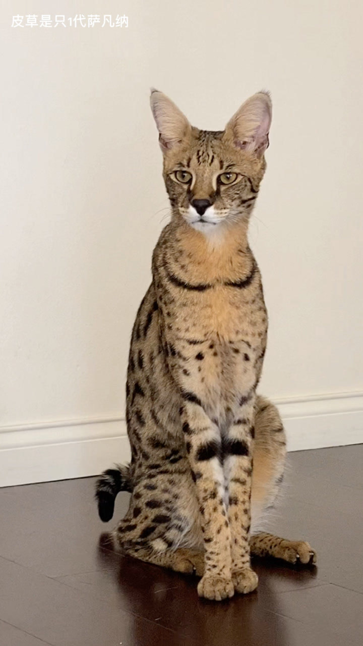 萨凡纳猫科普1