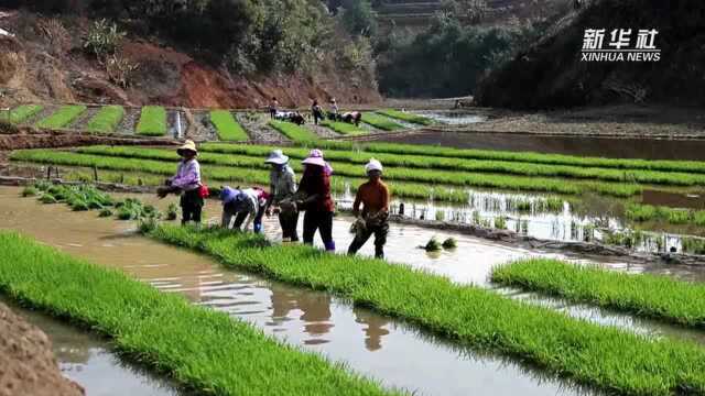 春回大地春意在心 万物竞发未来可期