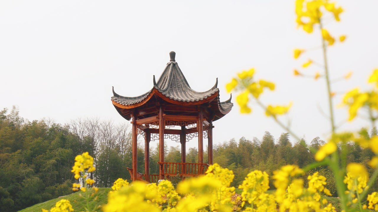 "犇"向春天丨桃江桃花江镇:挖笋赏花品美食 美丽乡村引客来