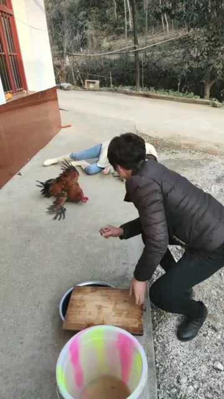 美女杀鸡，这样的操作，亲妈都看傻眼了_高清1080P在线观看平台_腾讯视频
