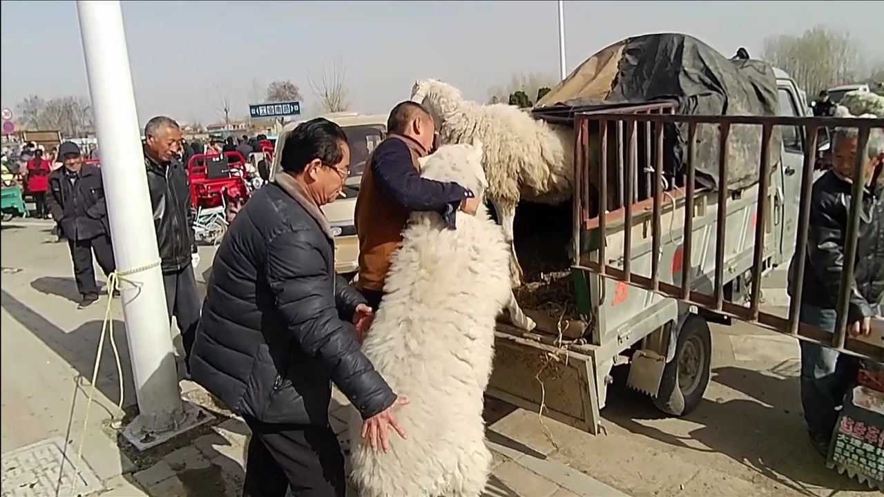 农村大哥集市卖羊,一只母羊带三只半大羊羔,看能卖多少钱