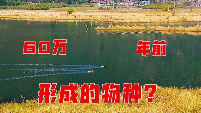 云南腾冲北海湿地,因火山喷发而形成,世界仅有三个酸性水湖之一