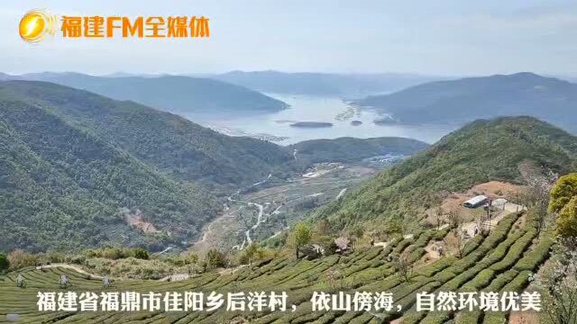 福鼎后洋村