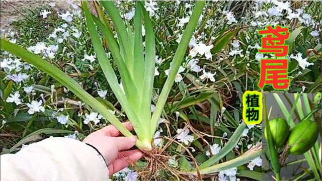 鸢尾:植物实拍科普,除了生活中的这些妙用,还是极好的中药材