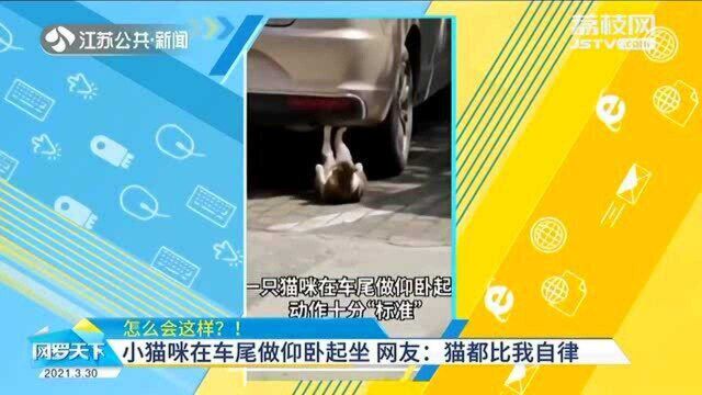 小猫车尾做仰卧起坐 萌视频走红网络 网友热评:猫都比我自律