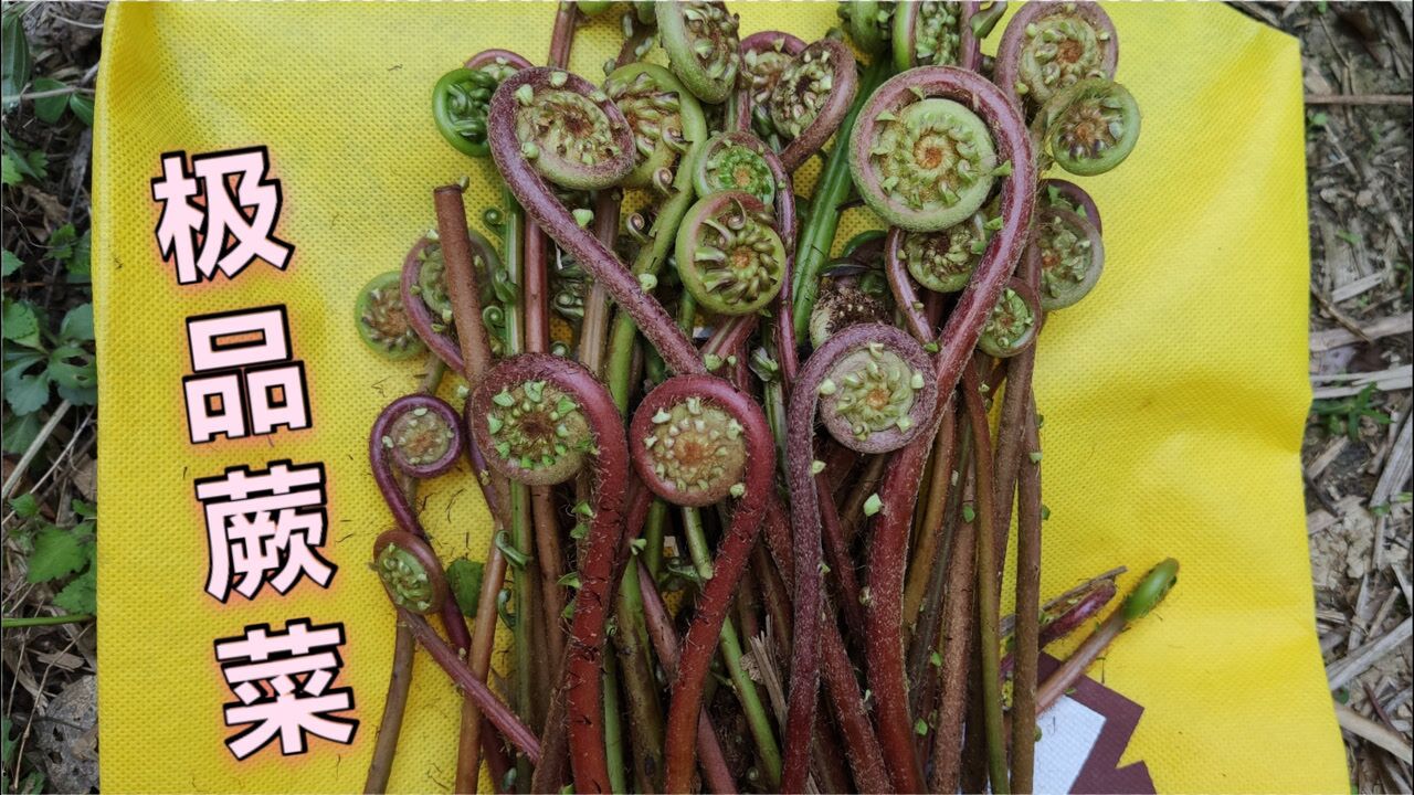 像动画里面的极品蕨菜乌毛蕨菜不仅可以食用而且相当好吃