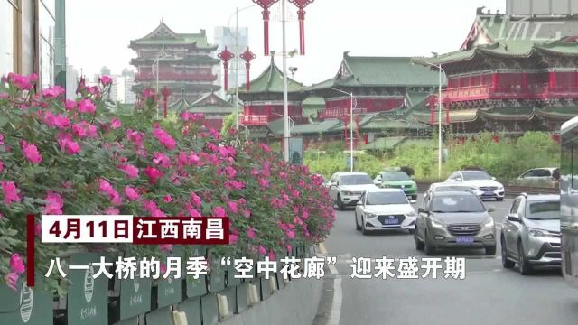 南昌:繁花似锦!5000盆月季变身“空中花廊”