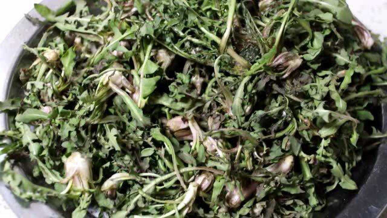 "波波丁"是春天在烟台民间很受欢迎的野菜,叶子和根要分开加工