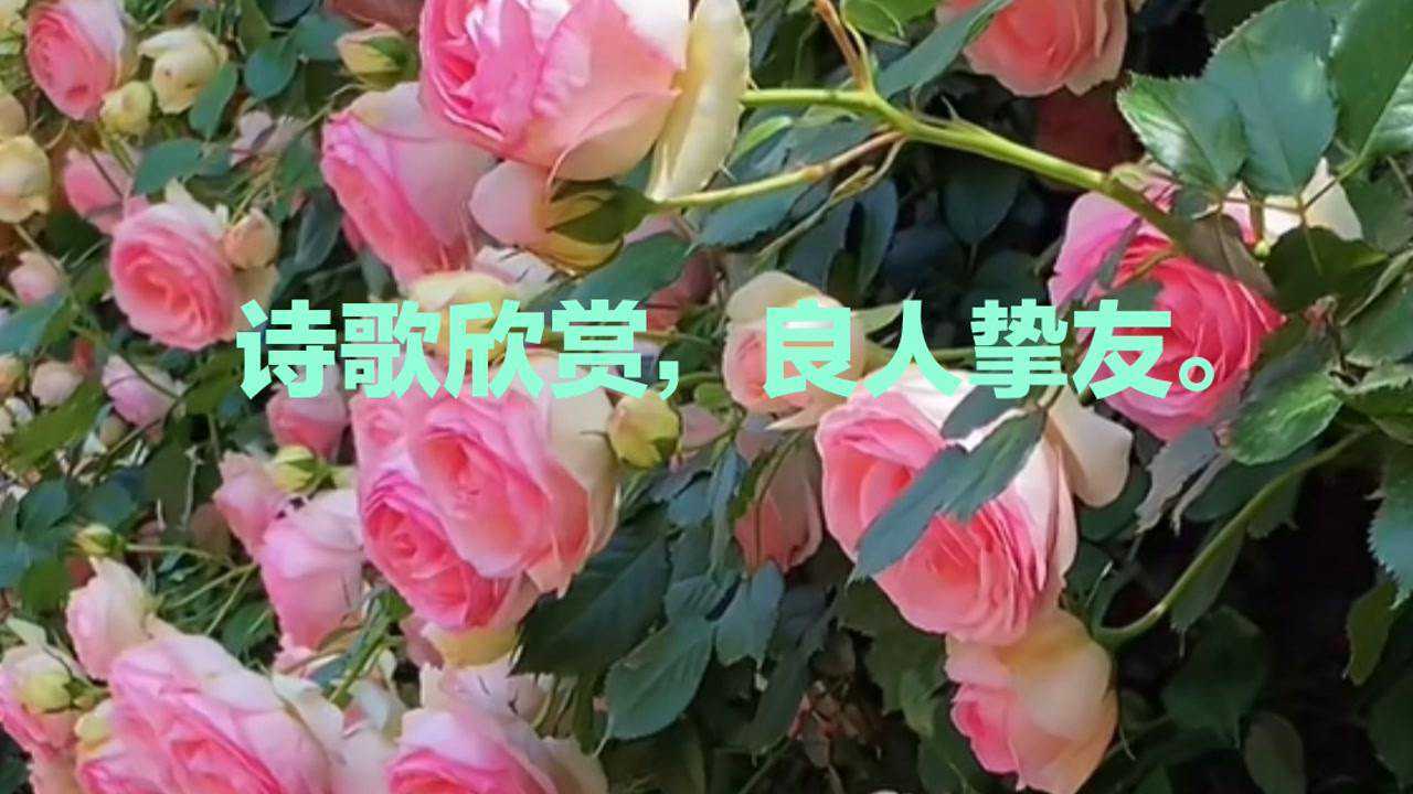 诗歌,良人挚友._腾讯视频