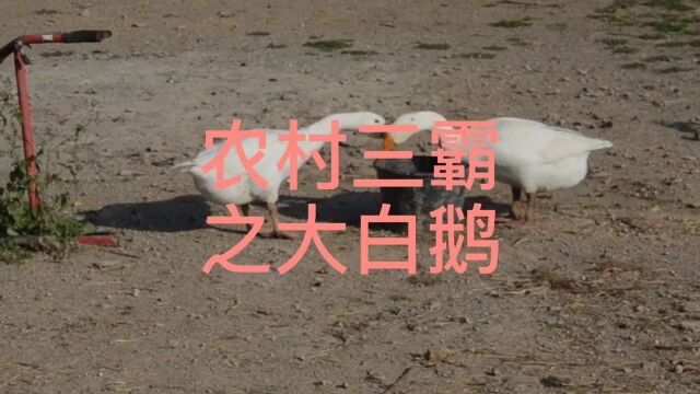 农村三霸之大白鹅