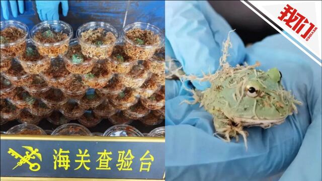 温州海关在进境邮包内查获145只活体蛙 经鉴定为南美角蛙