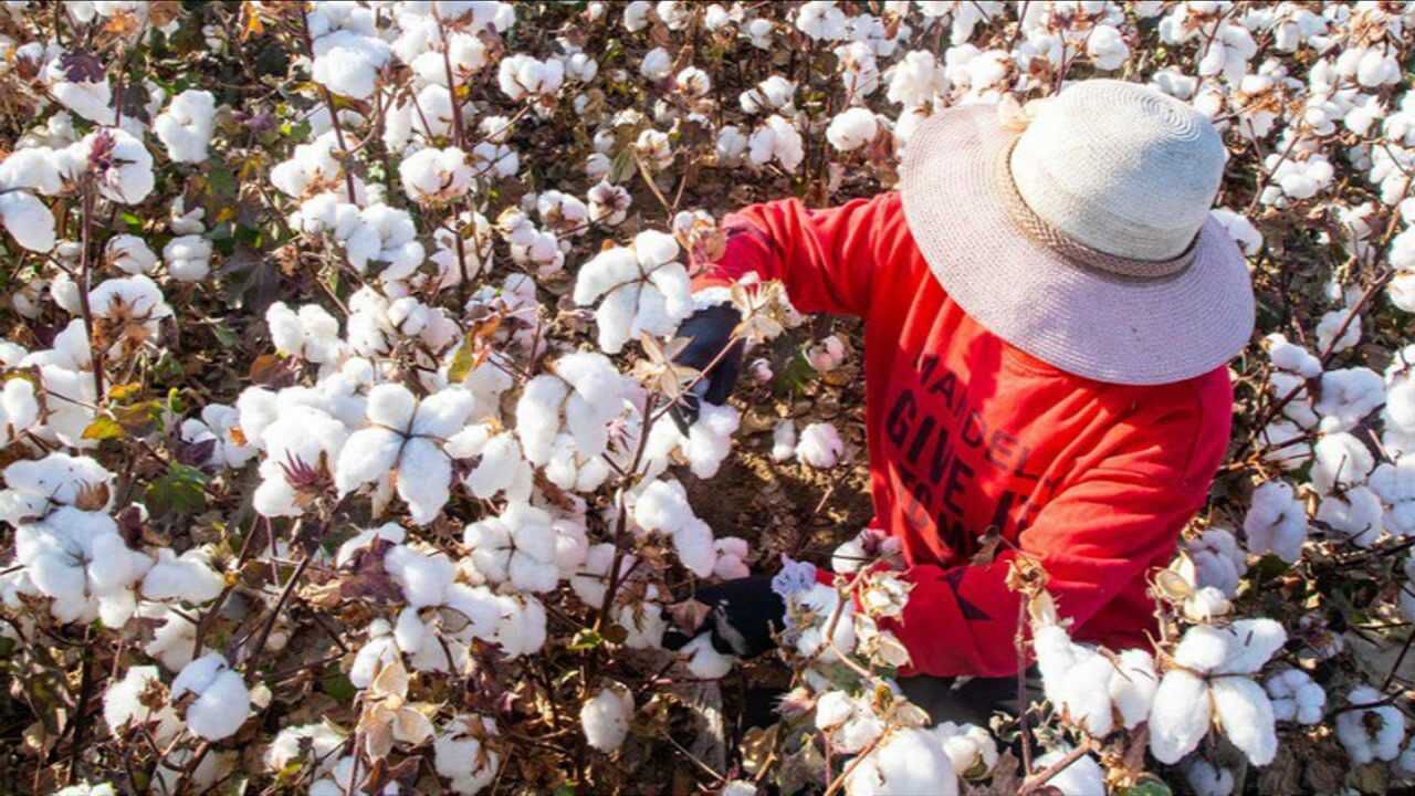 新疆棉花有多好看完它的生长条件你就明白为什么供不应求了