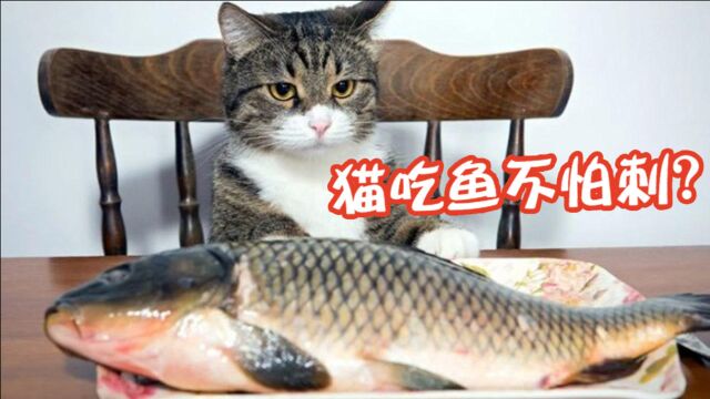 为什么猫吃鱼,不害怕鱼刺?