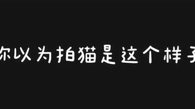 你想象的拍猫画面和实际的拍猫画面,摄影机表示已崩溃,这简直就是天壤之别呀!