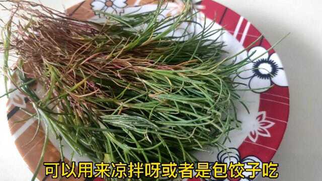 野草猪毛蒿,原来用处这么大,怪不得城里能卖30元1斤