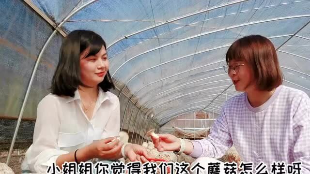 珠晖区:19万棒姬菇开摘,朵朵开出“致富伞”