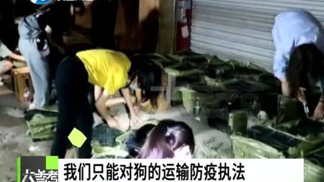 快递公司惊现“宠物盲盒”,志愿者出手救下近二百只猫狗