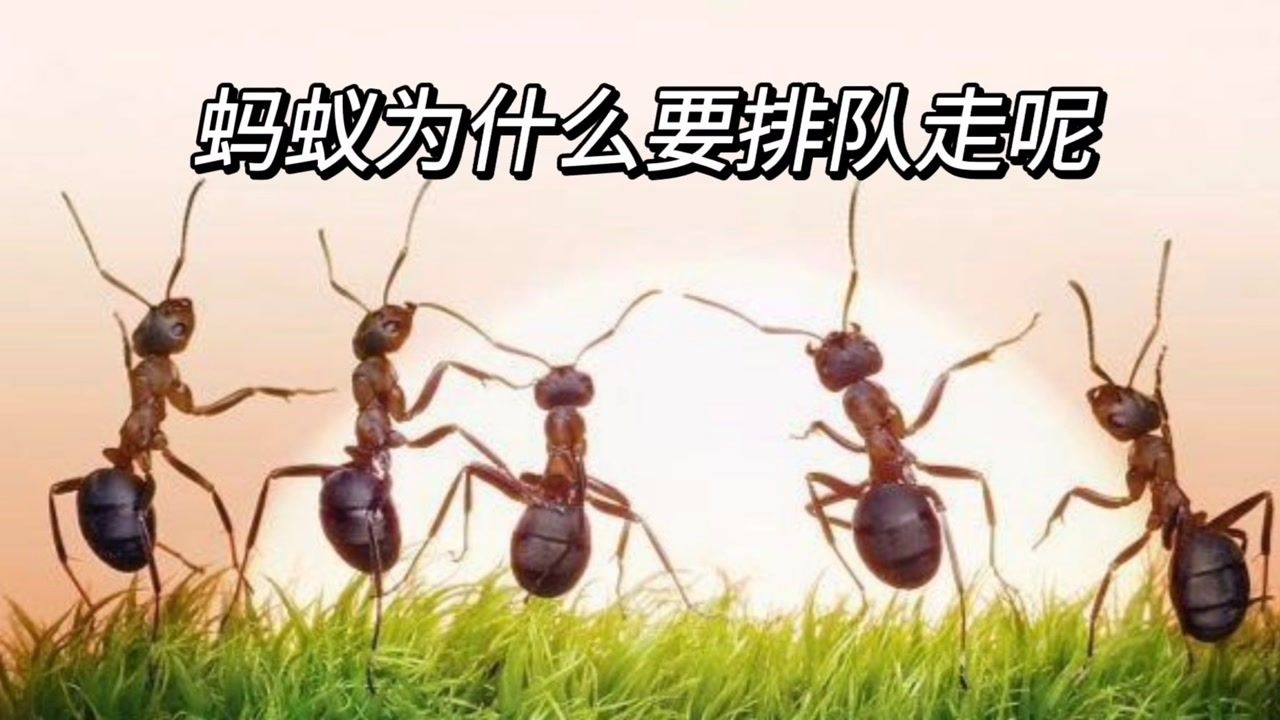 蚂蚁为什么要排队走呢_腾讯视频
