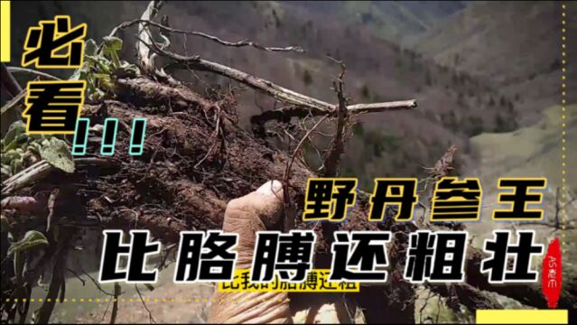 雪山底下挖出野生丹参王,比胳膊还粗壮,靠一身参气支撑着生命