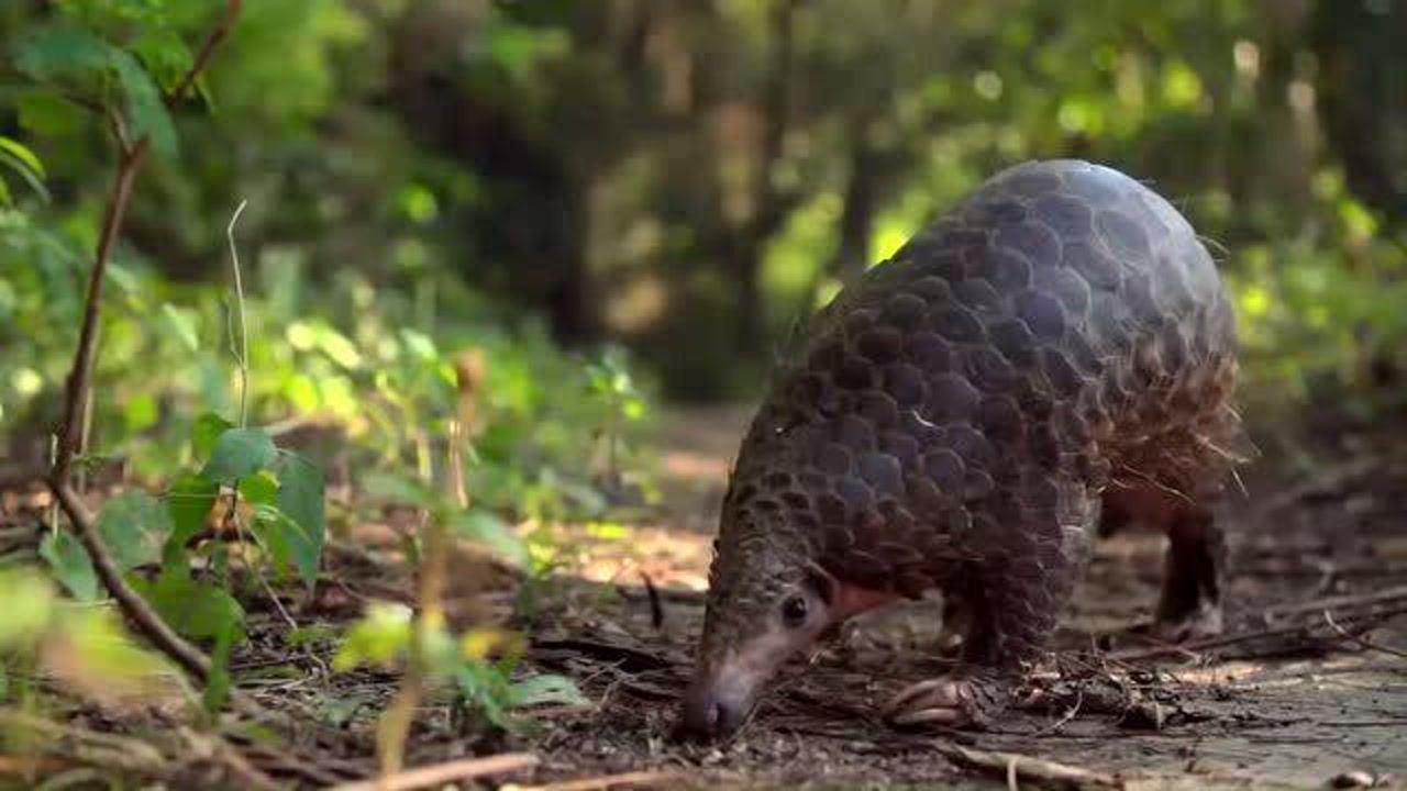 穿山甲:濒临灭绝的可爱生物_腾讯视频