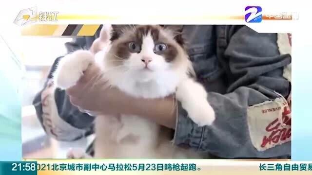 减少冲动行为!上海现猫咪试养店 主人称能避免后悔弃养