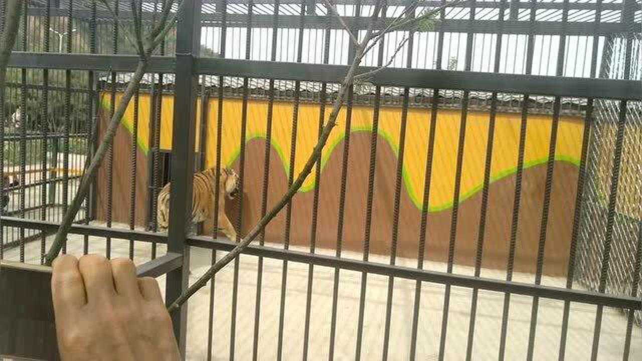 离石泰华动物园开园了,胖梅带大家五分钟游览,动物不多但是免费