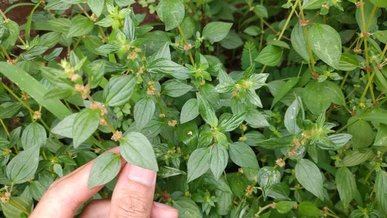 农村常见的一野草老农管它叫糯米草有谁知道有什么用吗