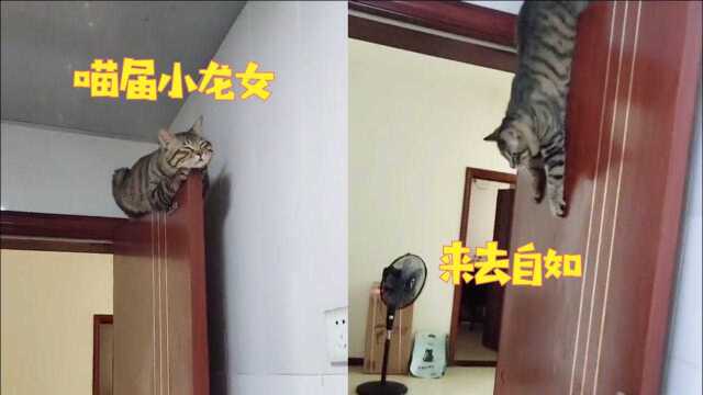 喵届小龙女?铲屎官的猫酷爱在门上睡觉,“飞檐走壁”看懵网友