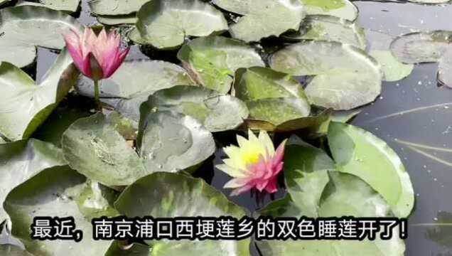 【视频】十几元就能买到双色莲花?带你揭秘“网红双色莲”