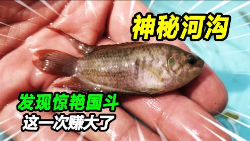 神奇臭水沟惊现一群原生中国斗鱼，发色不比国外鱼差，直呼赚了