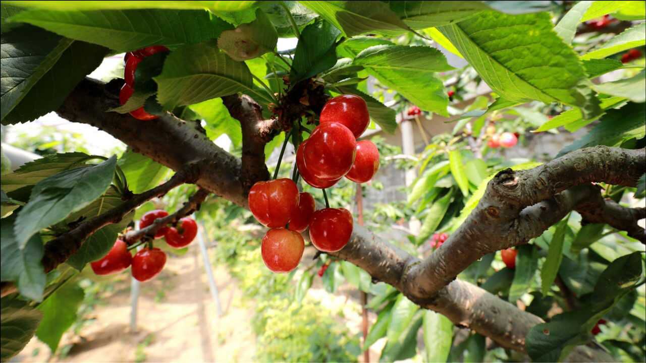 樱桃红遍厉家寨