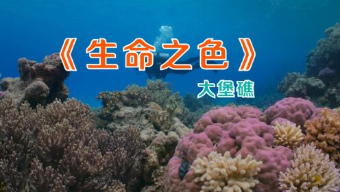 《生命之色》大堡礁为什么被誉为天然海洋博物馆？原来这个海洋世界居然这么美！#纪录片推荐官·青春季#