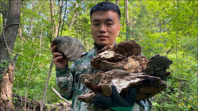 长白山原始森林野生灵芝,一小时采一袋子,今天收获多