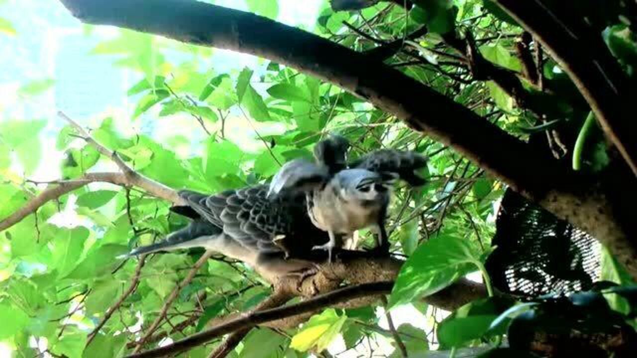 农村实拍野鸽子虎纹斑鸠,小斑鸠长大了!独自离巢学会飞翔!