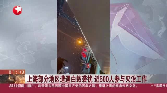 上海部分地区遭遇白蚁袭扰 近500人参与灭治工作