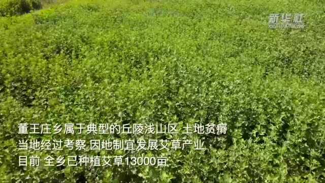 河南洛阳:发展艾草产业 助力乡村振兴