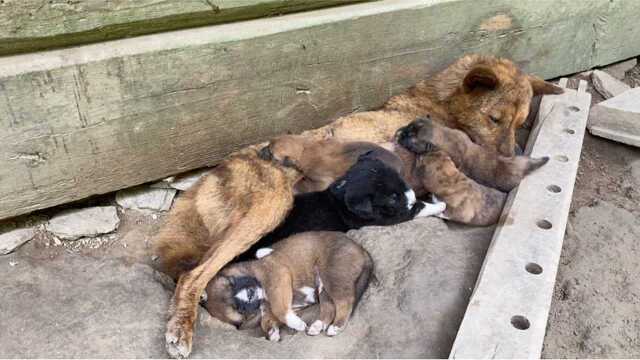 湖南深山老猎人留下的虎斑犬,以前上万一只,现在200一只没人要