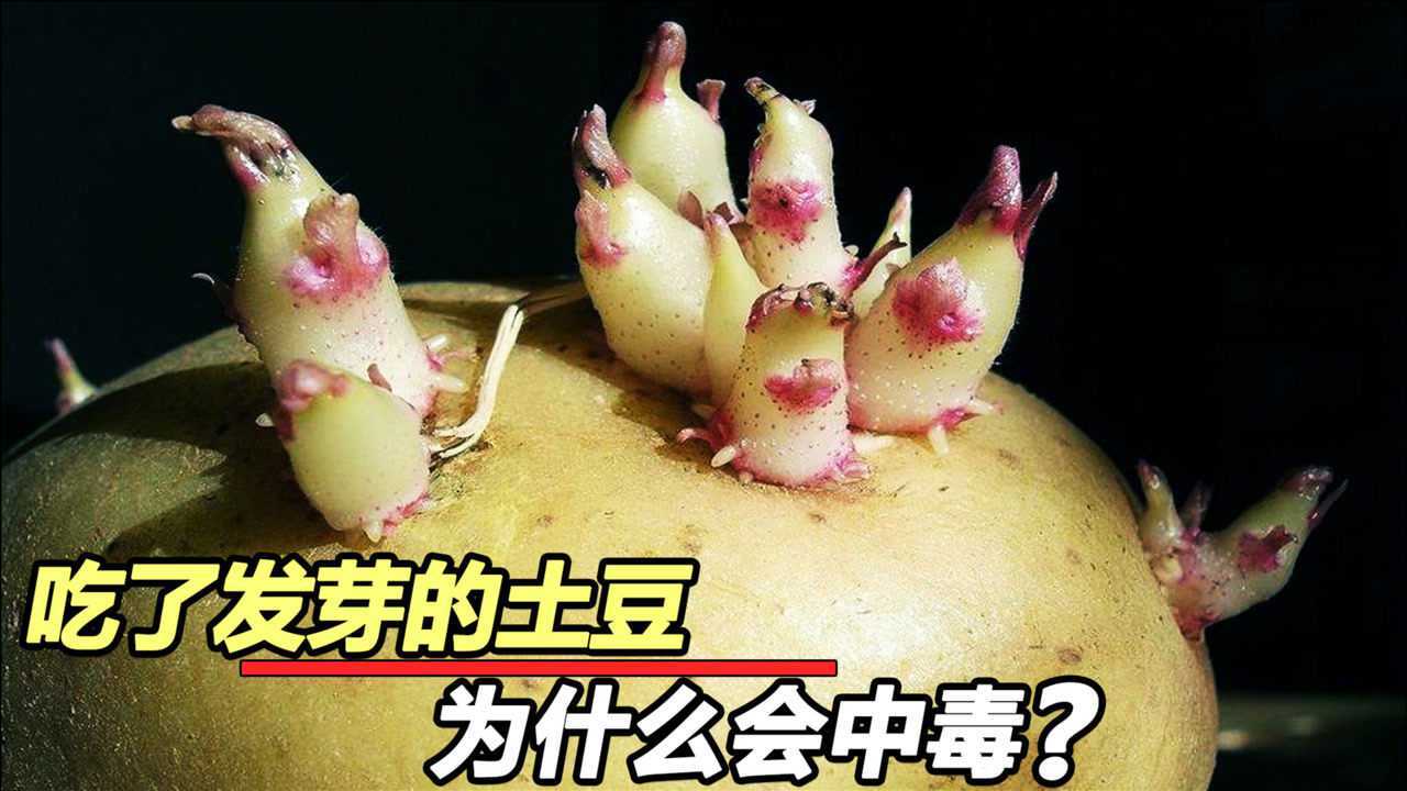中毒?发芽的土豆能吃吗?如果吃了会发生什么