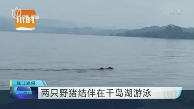 两只野猪结伴在千岛湖游泳