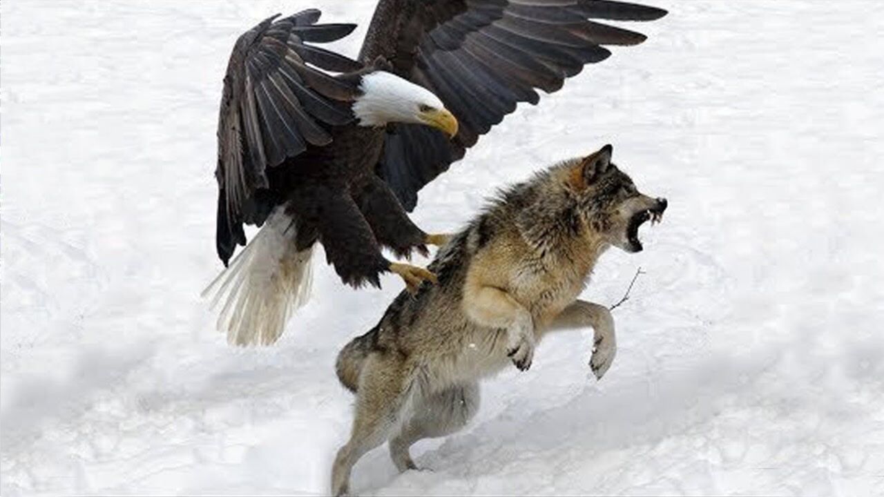 金雕战斗力有多强?实拍金雕捕杀100多斤野狼,毫无反抗之力!