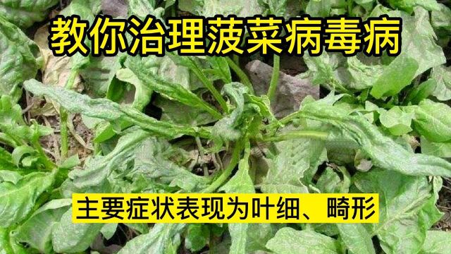 农业种植户必看:菠菜病毒病怎么防治?看完就学会了